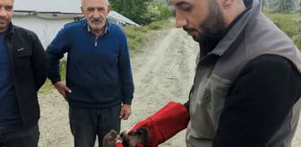 Doğanşehir'de bulunan sansar yavrusu koruma altına alındı