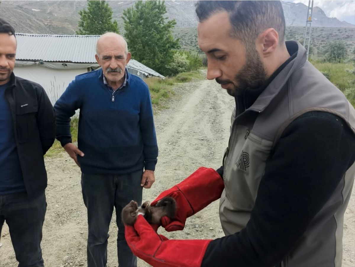 Doğanşehir'de bulunan sansar yavrusu koruma altına alındı