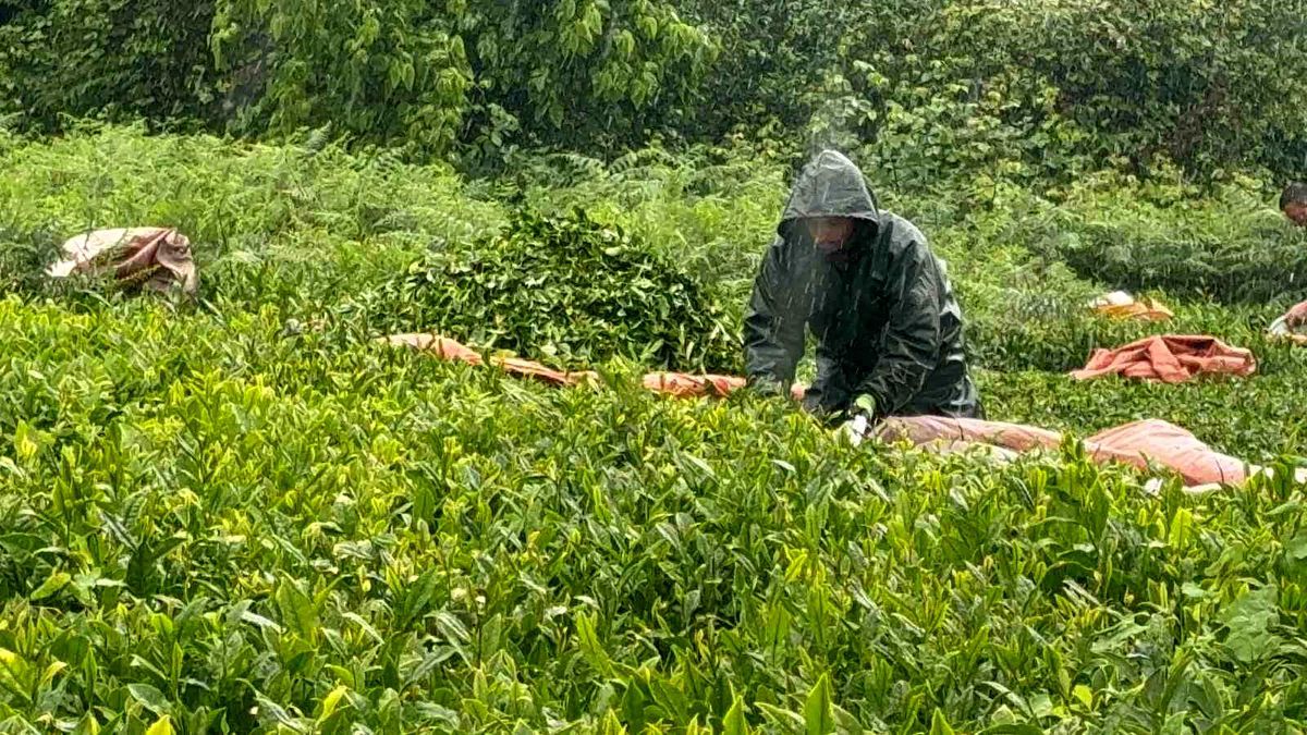Doğu Karadeniz'de yağmur çay hasadını durdurmadı