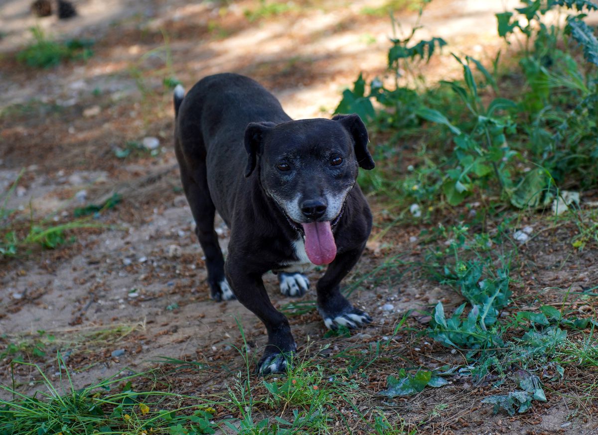 Engelli köpek 'Paytak' için sıcak yuva aranıyor