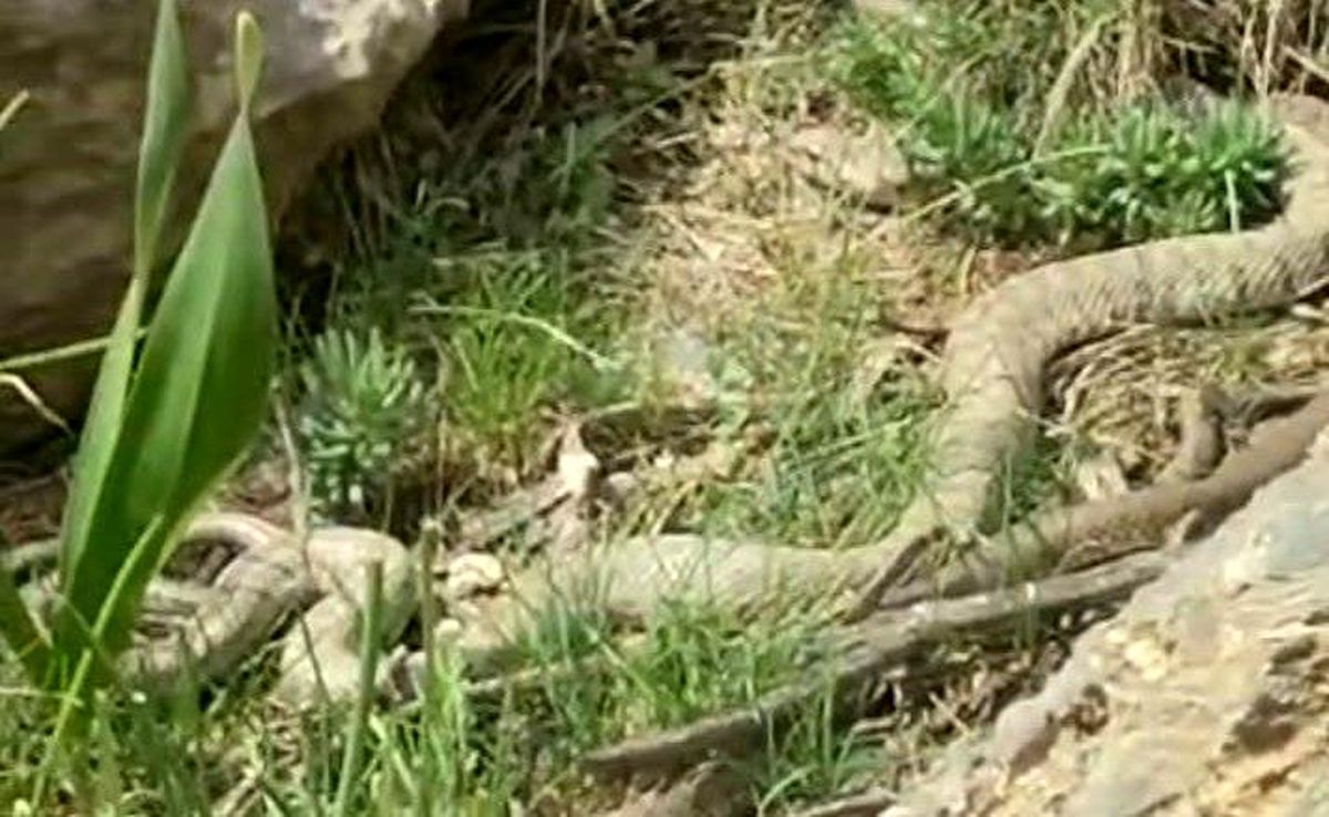 Hakkari'de doğaseverler dev engerekle karşılaştı