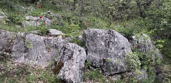 Karabük'te koruma altındaki 'ayı gülü' çiçek açtı