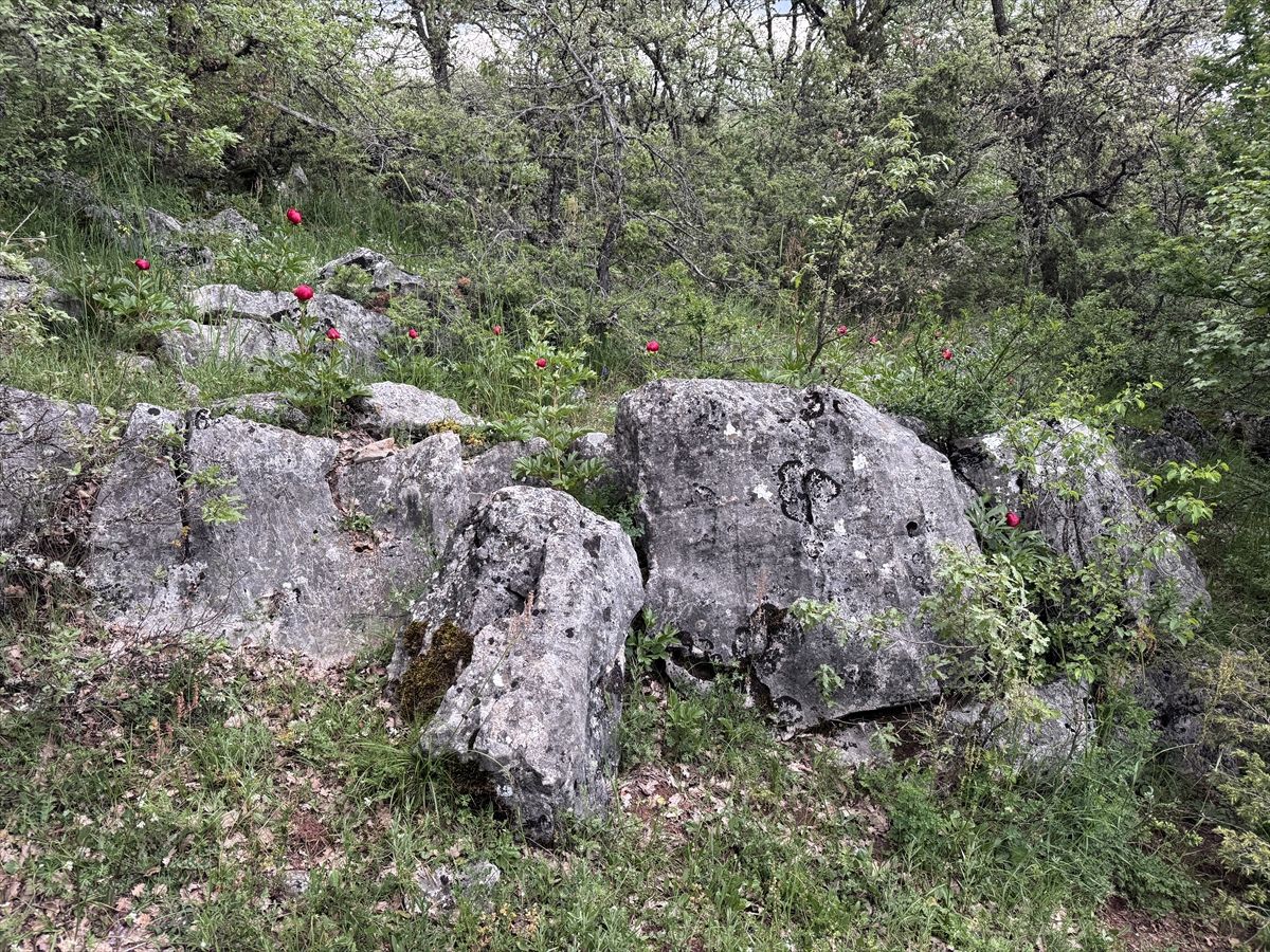 Karabük'te koruma altındaki 'ayı gülü' çiçek açtı