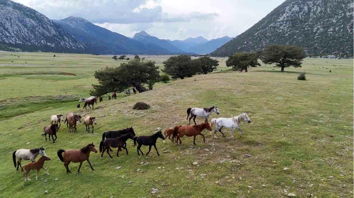 Kökenleri Osmanlı Süvari atlarına dayanan Toroslar'ın özgür ruhları yılkı atları