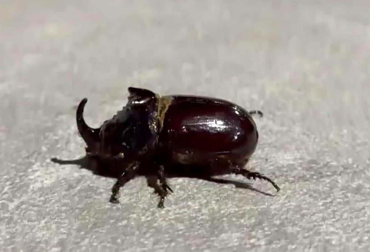 Malatya'da dünyanın en güçlü böceği görüldü