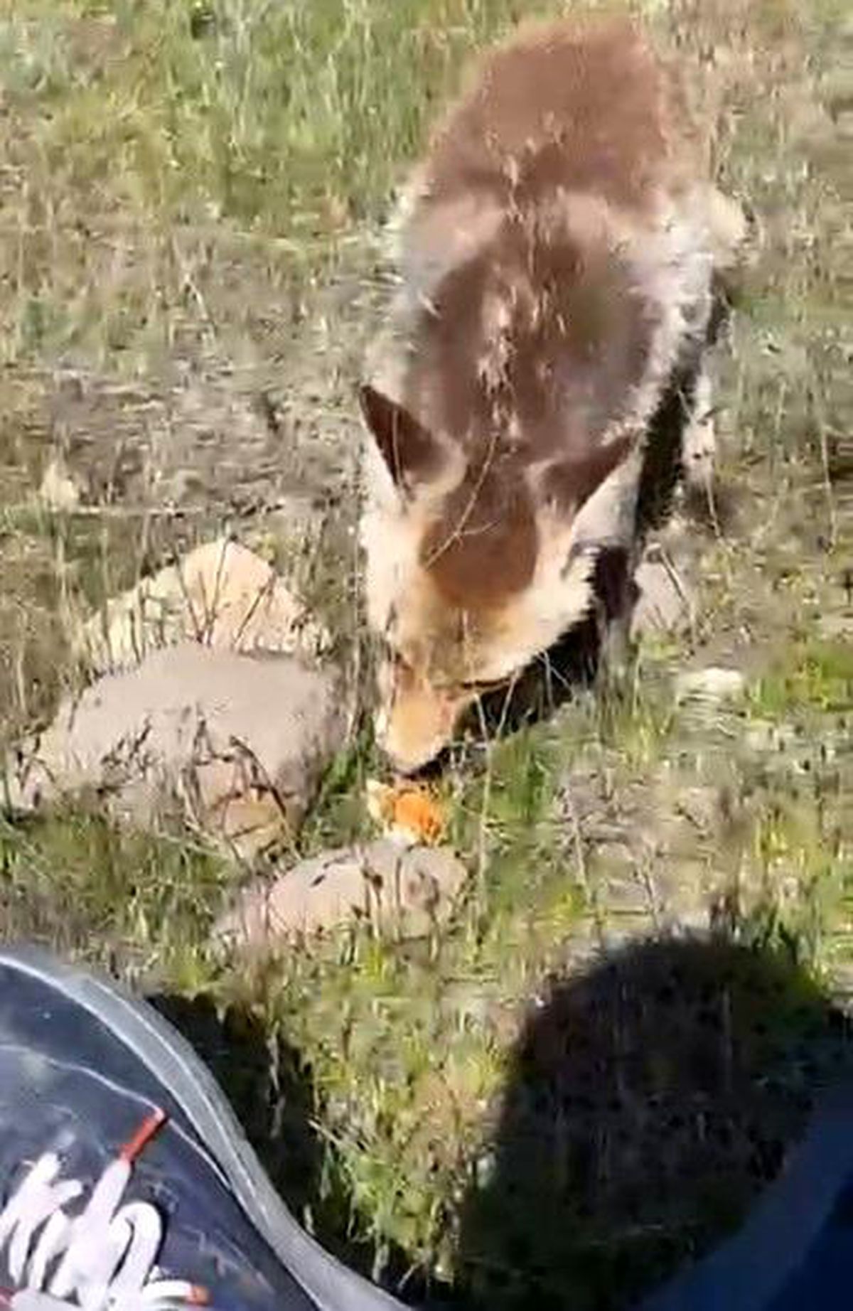 Ahlat'ta aç tilki piknik sofrasına ortak oldu