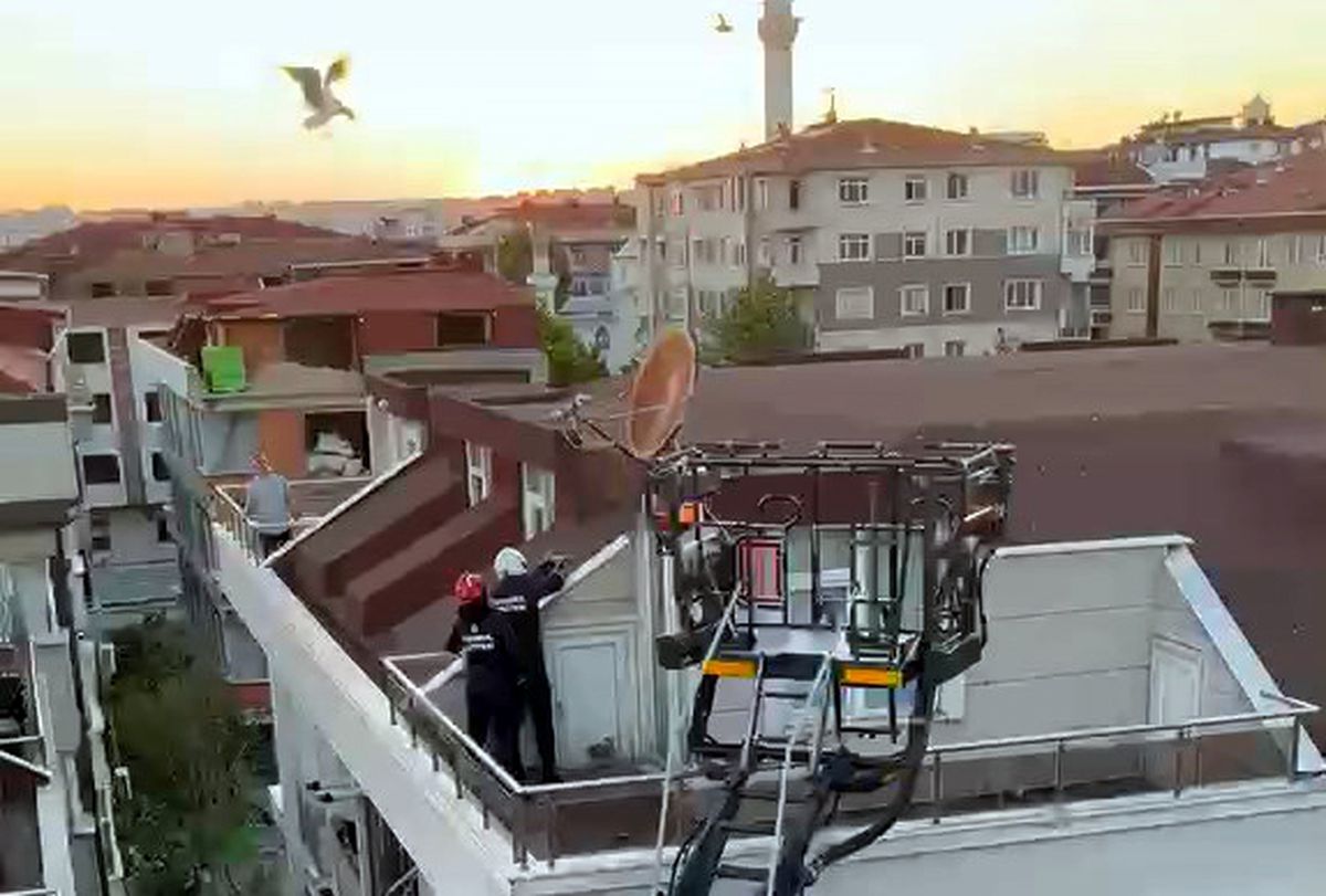 Avcılar'da yuvadan düşen yavru martıları itfaiye kurtardı