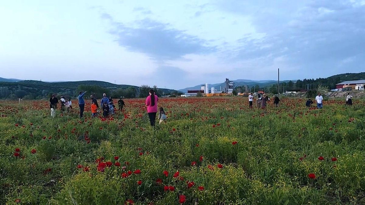 Bingöl'de doğal oluşan gelincik tarlası vatandaşların ilgi odağı oldu