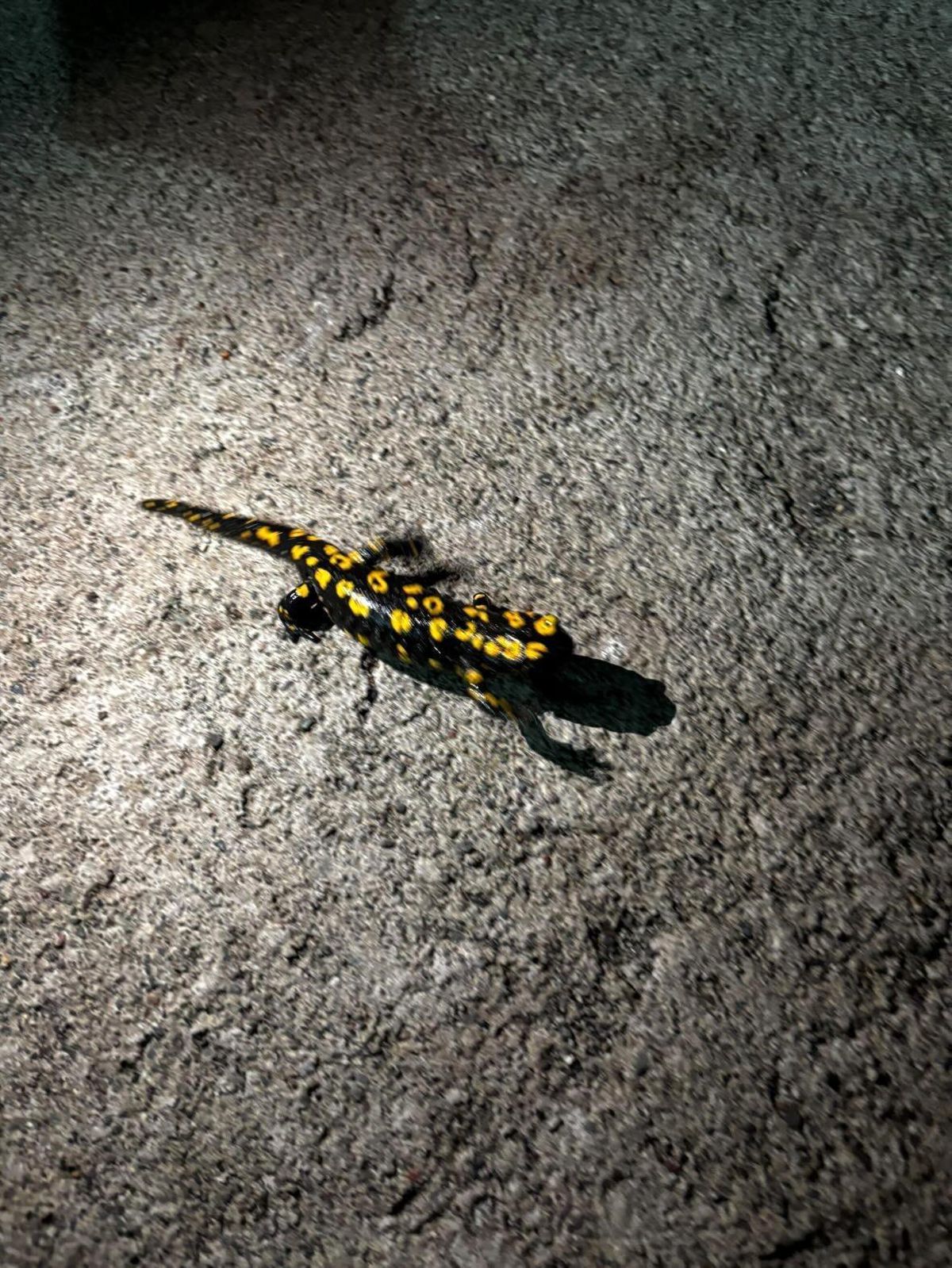 Elazığ'da benekli semender görüldü