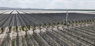 Karaman'daki elma bahçelerinde biyoteknik mücadele sayesinde ilaç kullanımı azaldı