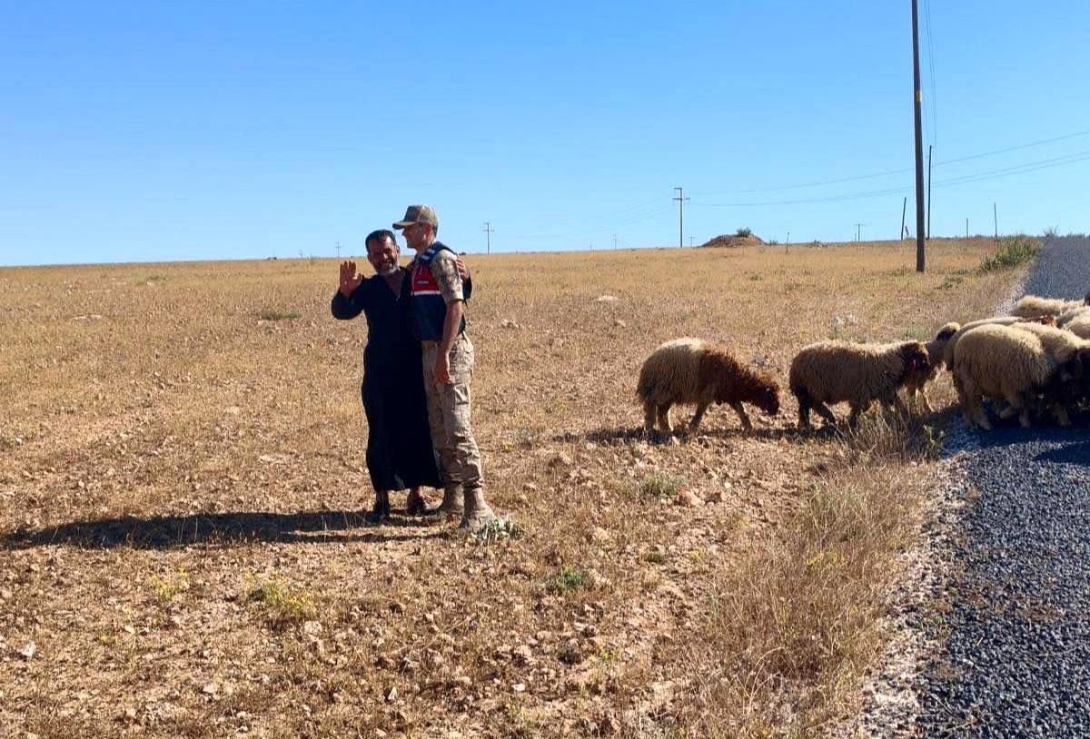 Kaybolan küçükbaş hayvanları jandarma buldu