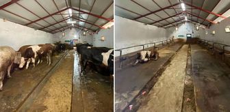 Rakam inanılmaz! İşte bütün kurbanlıklarını satan besicinin 1 yılda kazandığı para