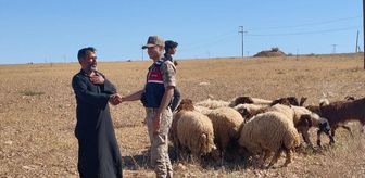 Şanlıurfa'da kaybolan küçükbaş hayvanlar dronla bulundu