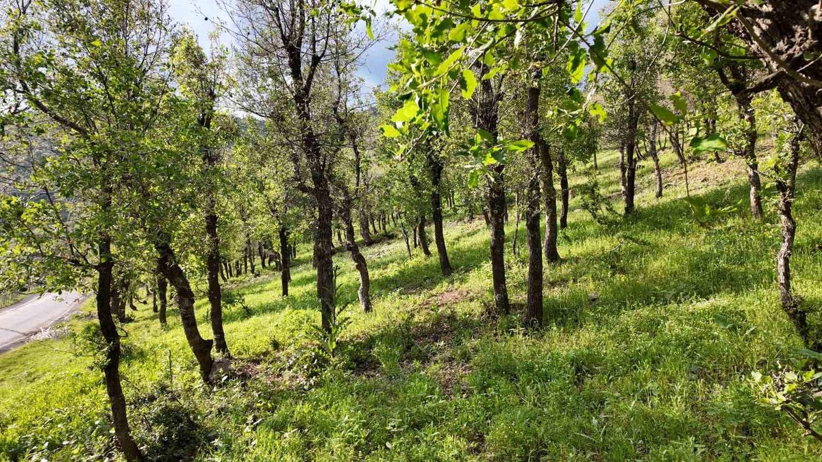 Şırnak'ta ormanlık alanda tırtıl istilası