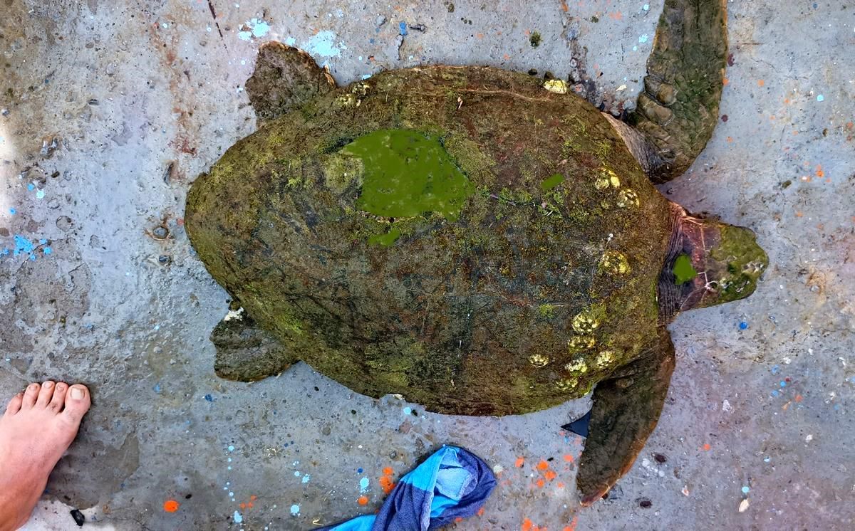 Yaralı Caretta caretta'ya yardım eli uzandı