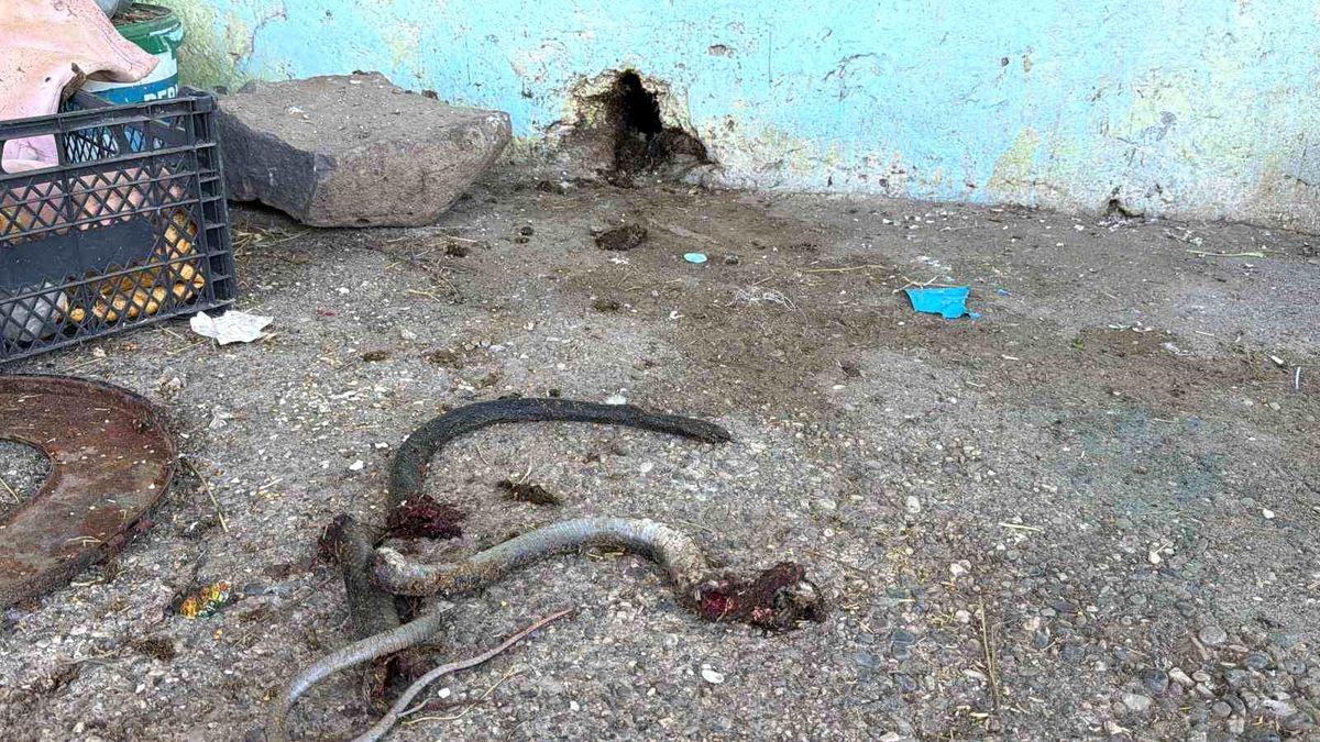 Yılanı vurmak isterken 5 kişiyi yaraladı