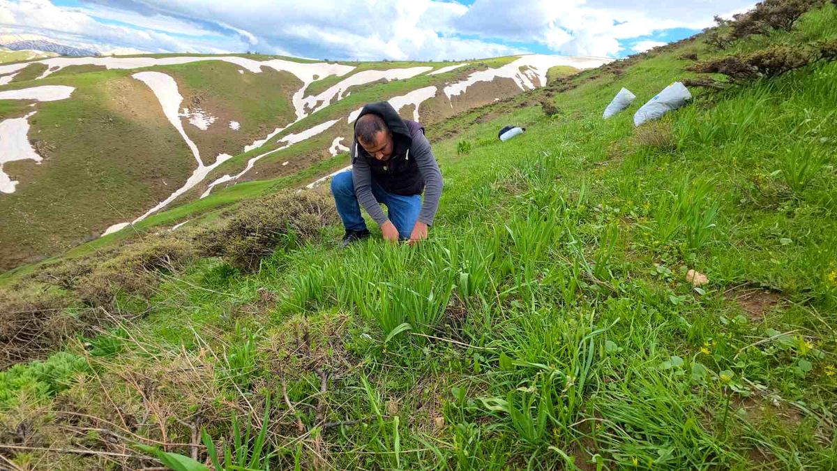 Bitlis yaylalarında çiriş otu mesaisi devam ediyor