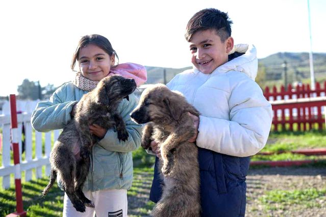 Büyükşehir'den Dikili'ye tam teşekküllü sokak hayvanları kampüsü