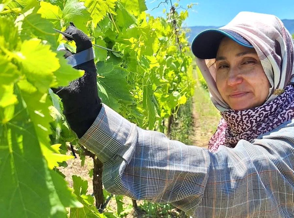 Üreticiler üzüm için zamana karşı yarışıyor