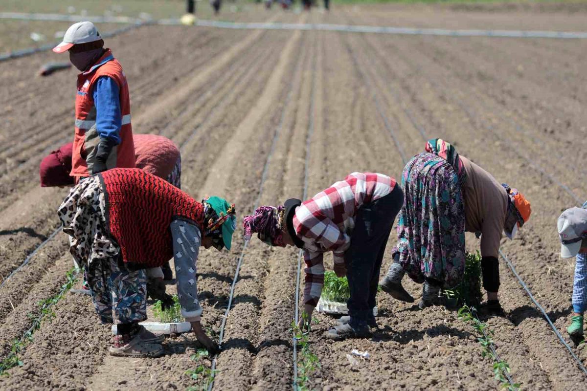 14 salça fabrikasına sahip Karacabey'de domates sezonu başlıyor