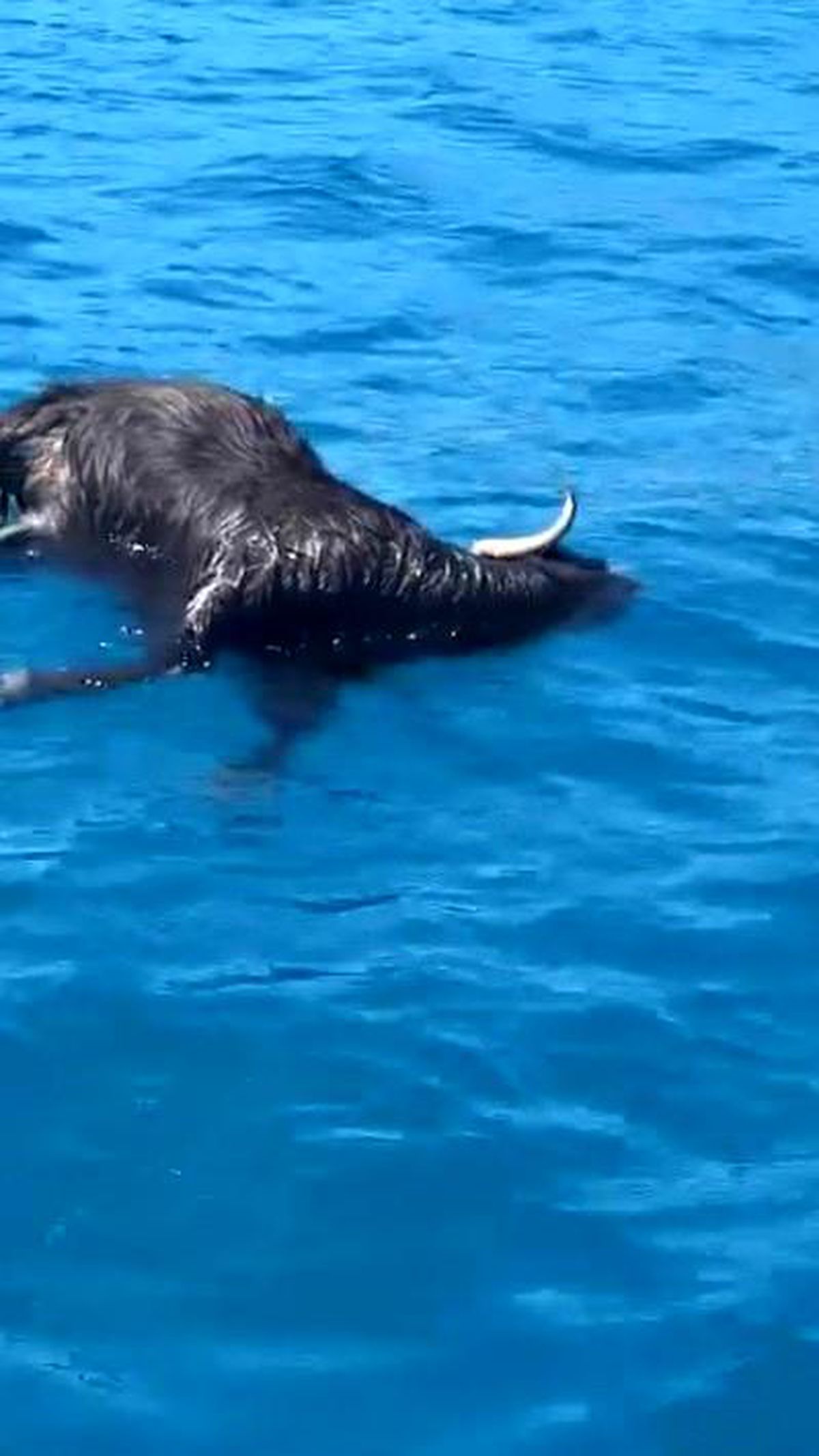 Alanya Kalesi açıklarında denizde ölü keçi bulundu