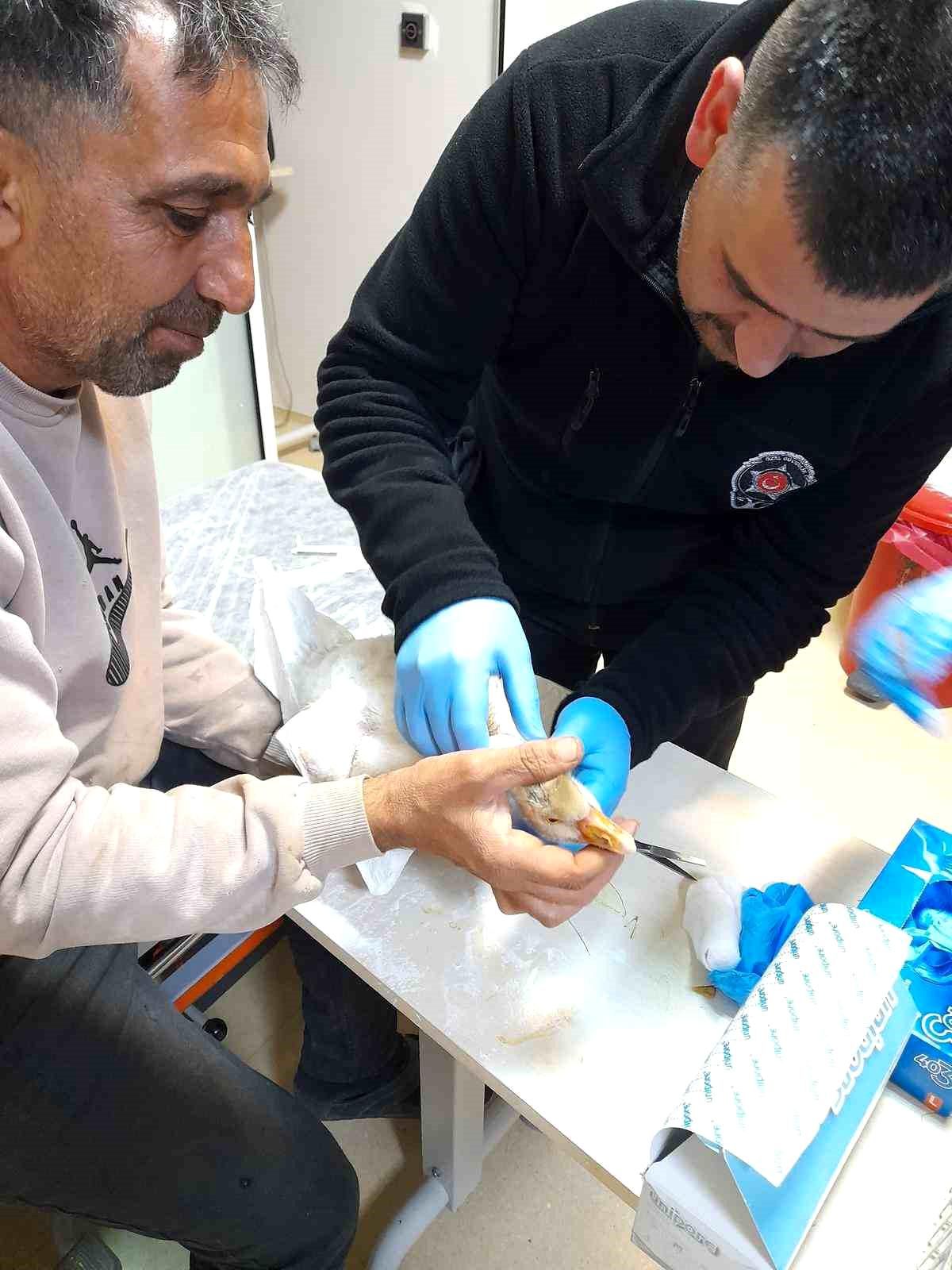 Atmacanın saldırdığı yavru kazı devlet hastanesine götürdü: İlk müdahaleyi güvenlik görevlisi yaptı