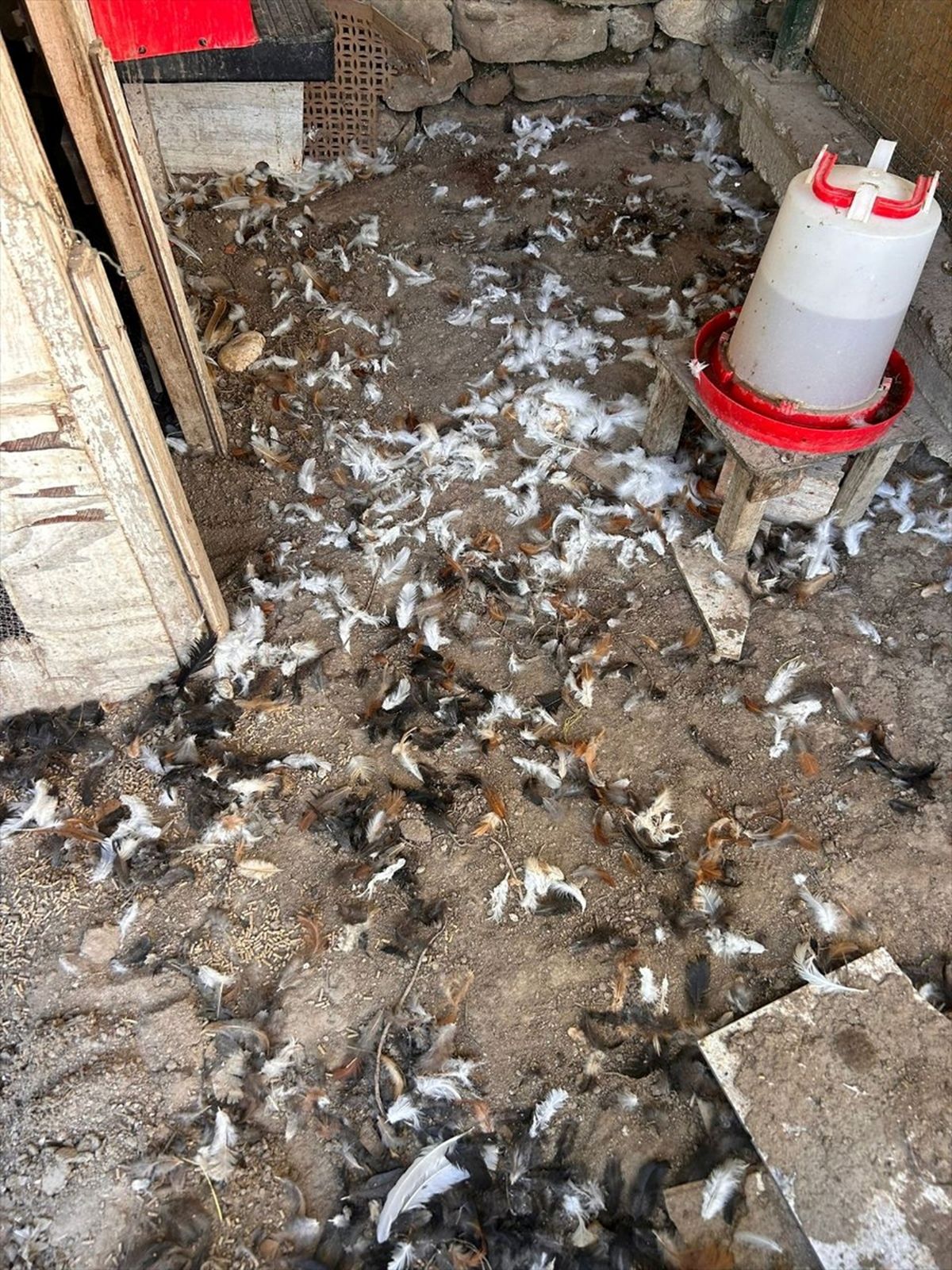Bursa'da sahipsiz köpekler 30 tavuğu telef etti