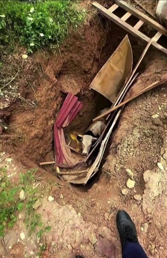 Definecilerin kazdığı çukura düşen büyükbaş hayvan operasyonla kurtarıldı