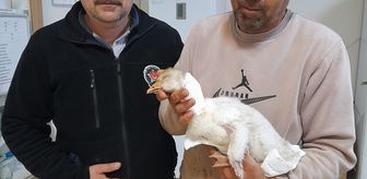 Elazığ'da atmacanın boynundan yaraladığı kaz yavrusuna hastanede pansuman yapıldı