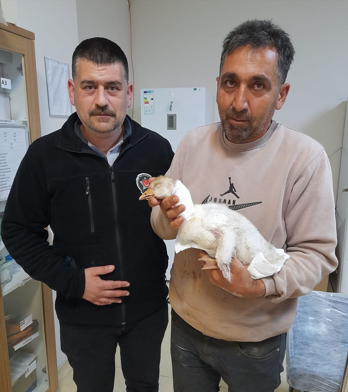 Elazığ'da atmacanın boynundan yaraladığı kaz yavrusuna hastanede pansuman yapıldı
