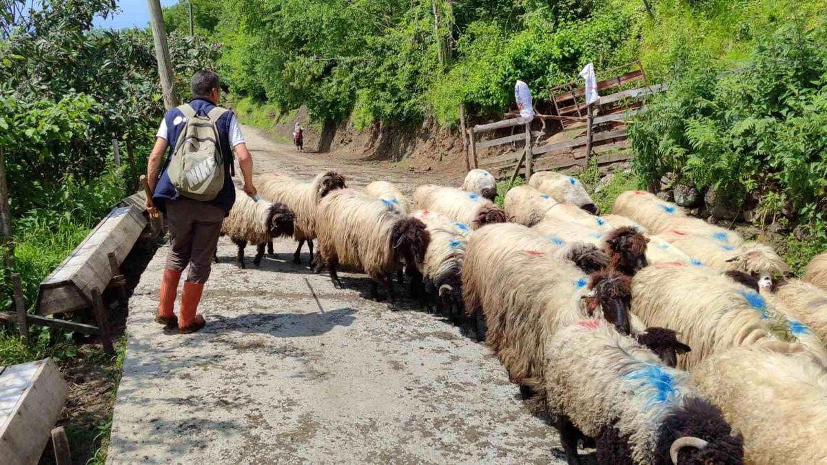 Giresun'da yayla göçü başladı