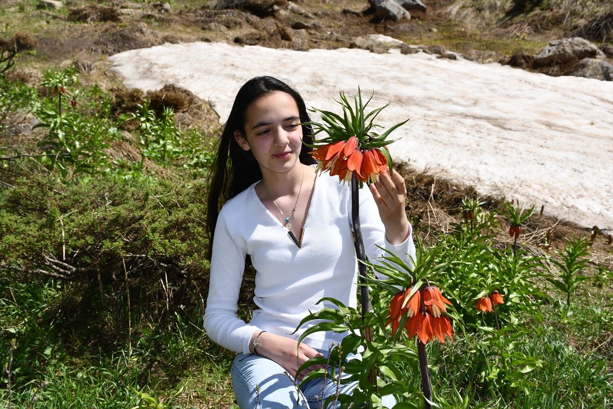 Hakkari dağlarında açan ters laleler ilgi odağı oldu