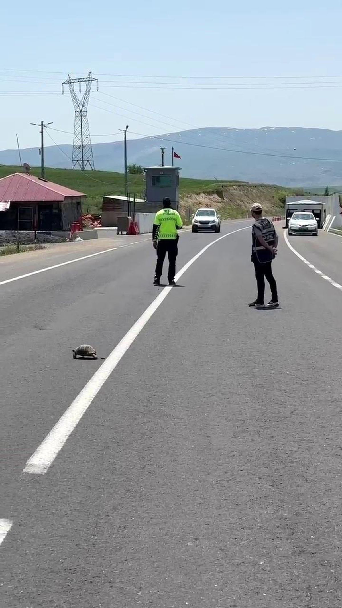 Hınıs'ta yürekleri ısıtan görüntü: Polis memuru kaplumbağa için trafiği durdurdu