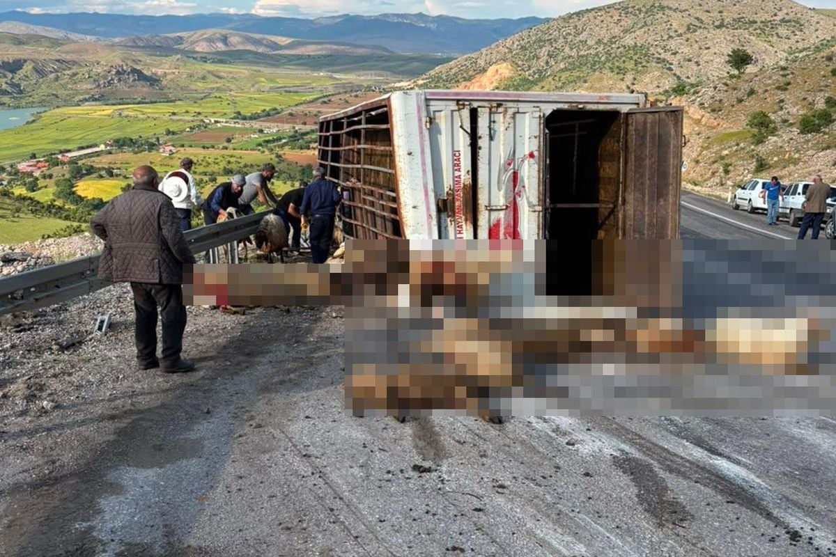 Canlı hayvan taşıyan kamyon kaza yaptı, koyunlar telef oldu