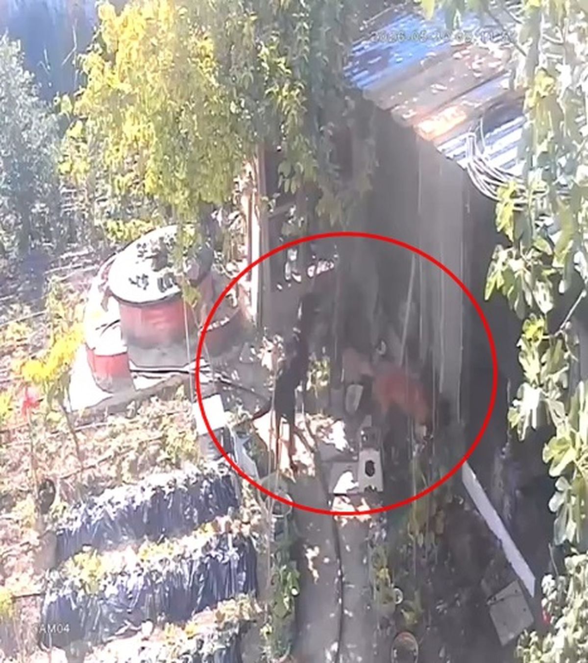 Kümese giren sokak köpekleri 30 tavuğu öldürdü