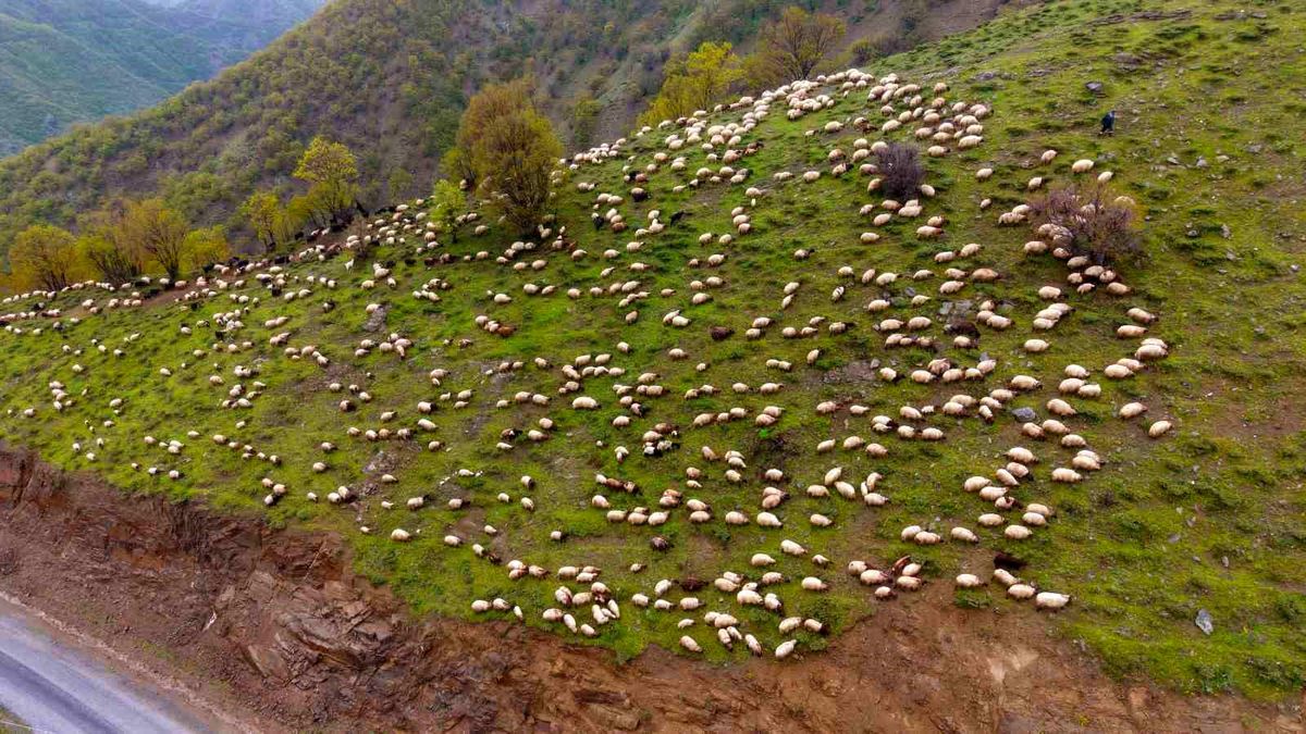 Muşlu besicilerin yaylalara yolculuğu başladı