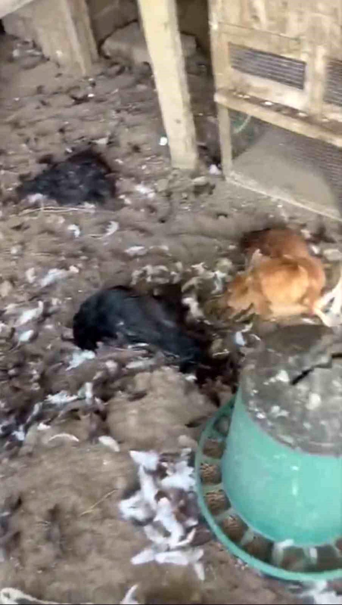 Sokak köpekleri kümese girdi, 30 tavuk telef oldu