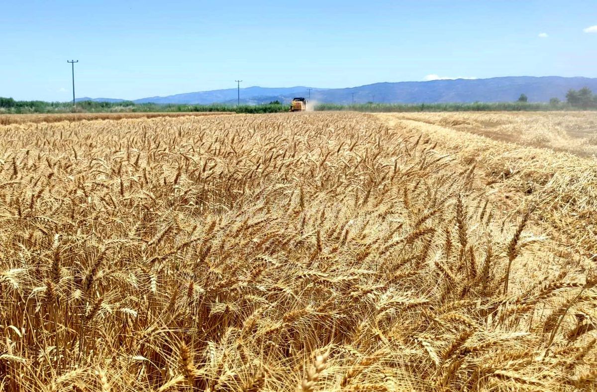 Söke Ovası'nda buğday hasadı heyecanı sürüyor