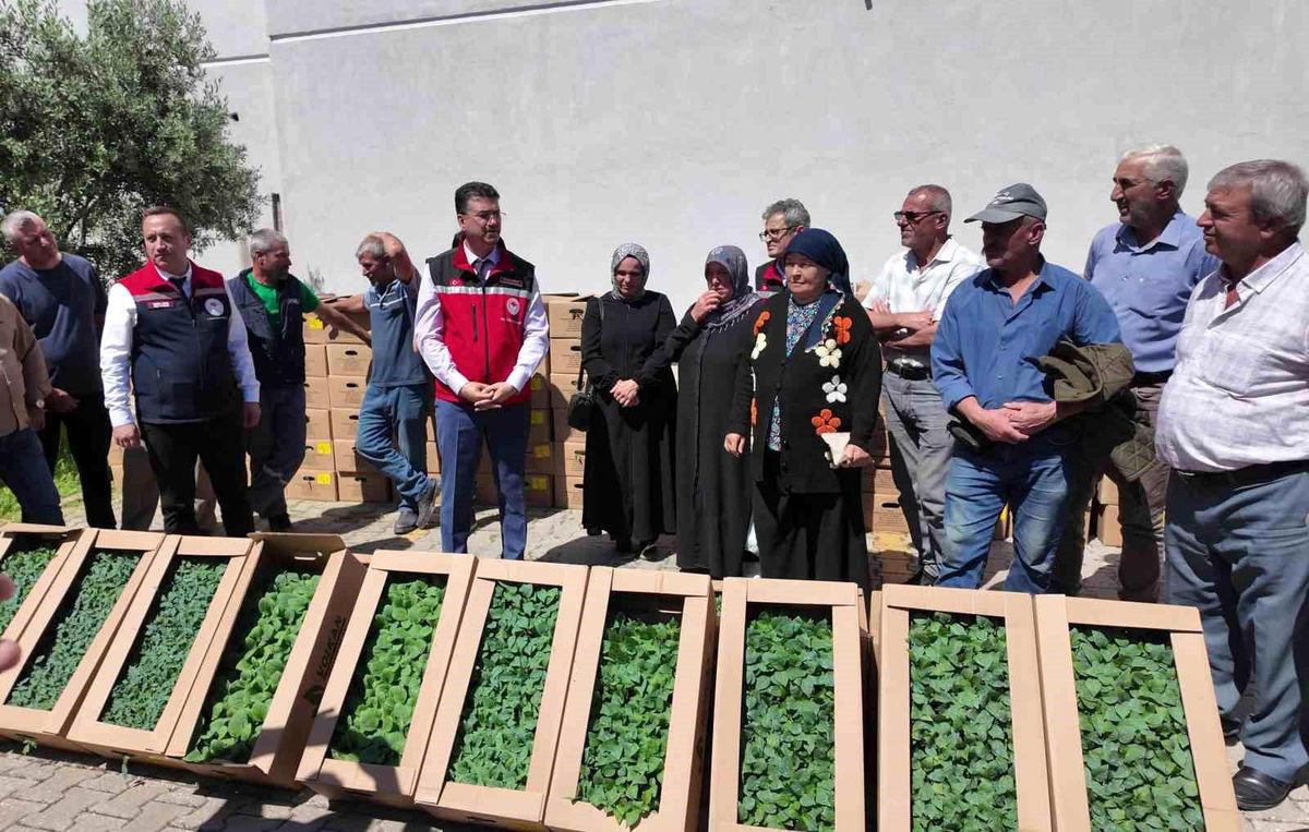 Tekirdağ'da 407 üreticiye 256 bin yazlık sebze fidesi dağıtıldı