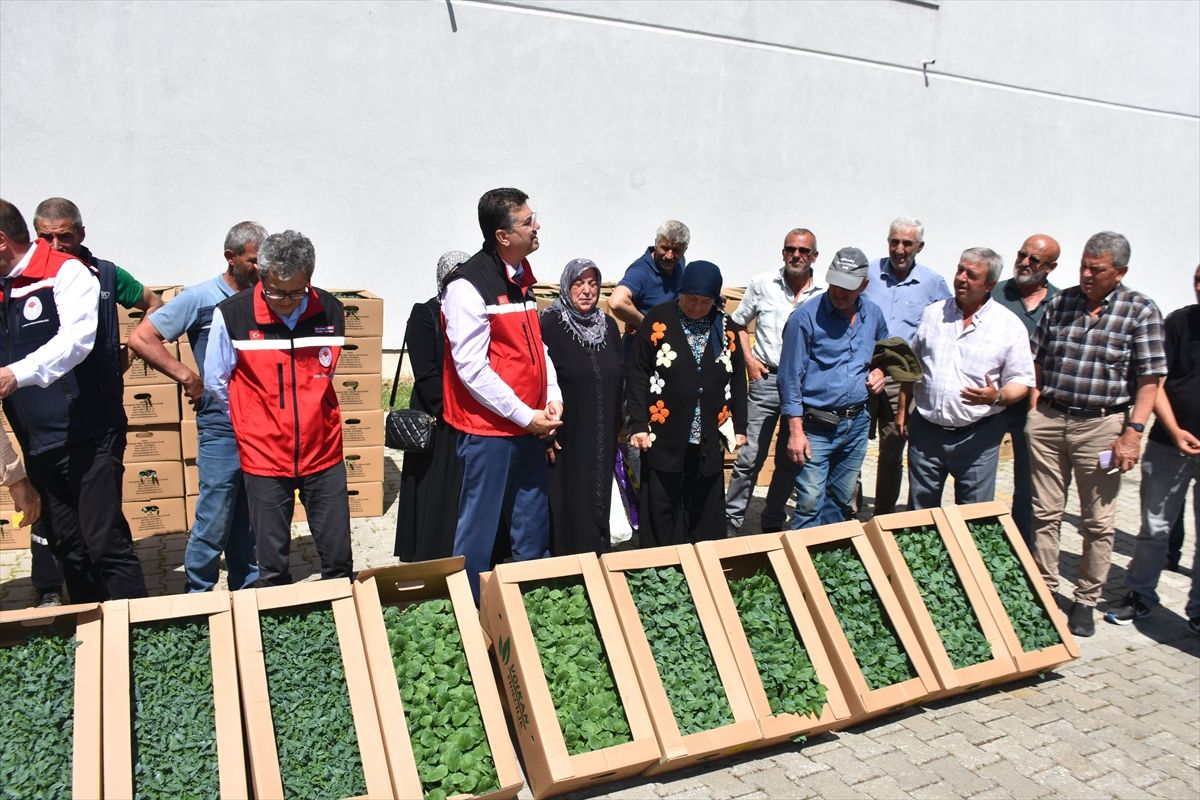 Tekirdağ'da üreticilere yazlık sebze fidesi dağıtıldı