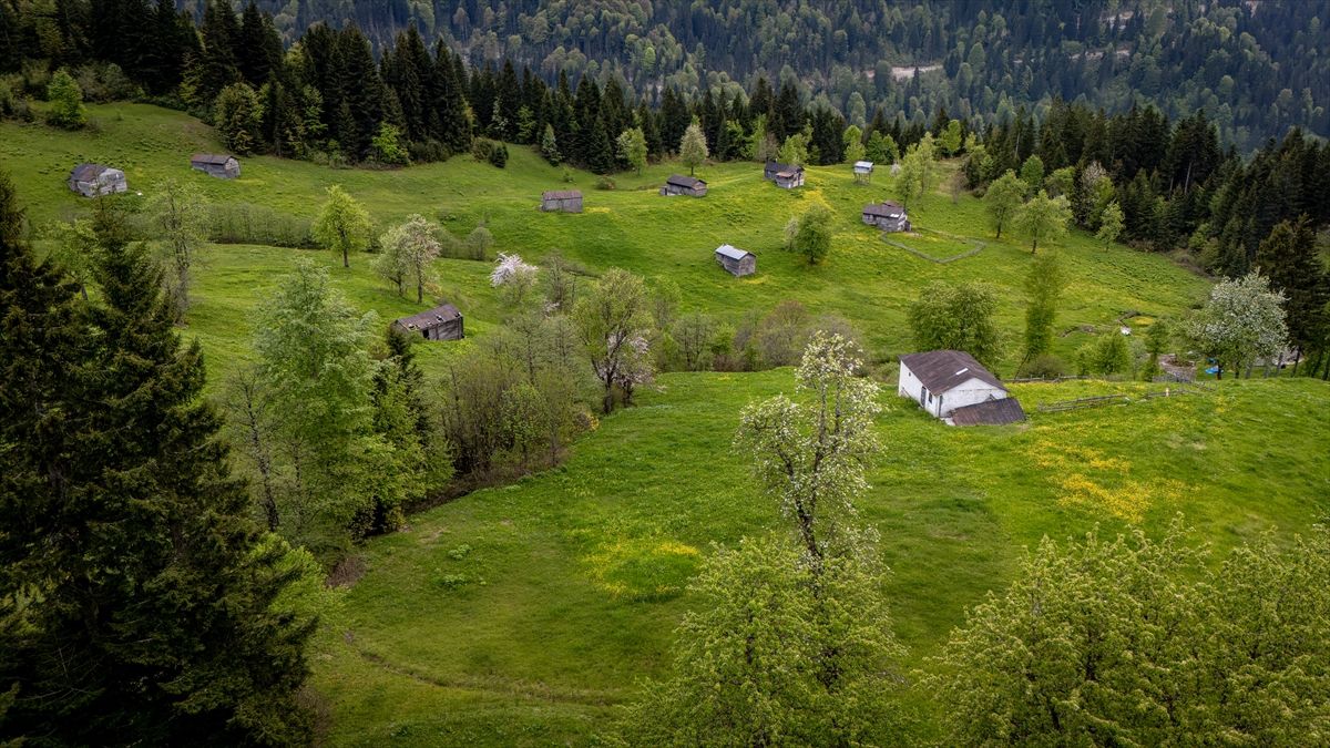 Trabzon'un yaylaları doğal güzellikleriyle ziyaretçilerini ağırlıyor