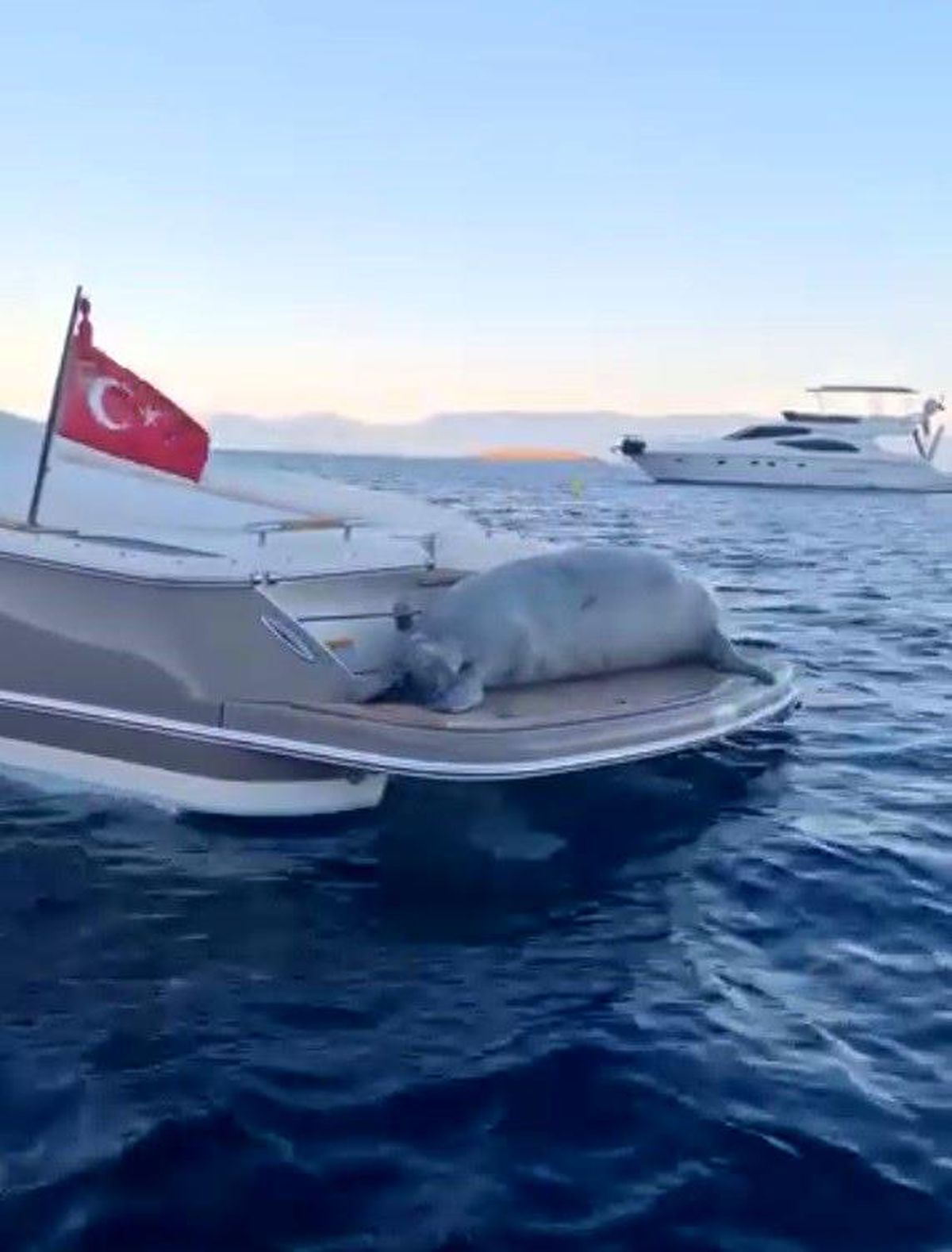 Akdeniz Foku'nun motoryat keyfi