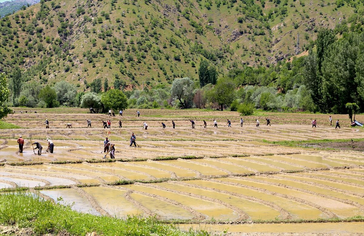 Bitlis'te köylülerin geleneksel yöntemlerle çeltik ekim mesaisi sürüyor