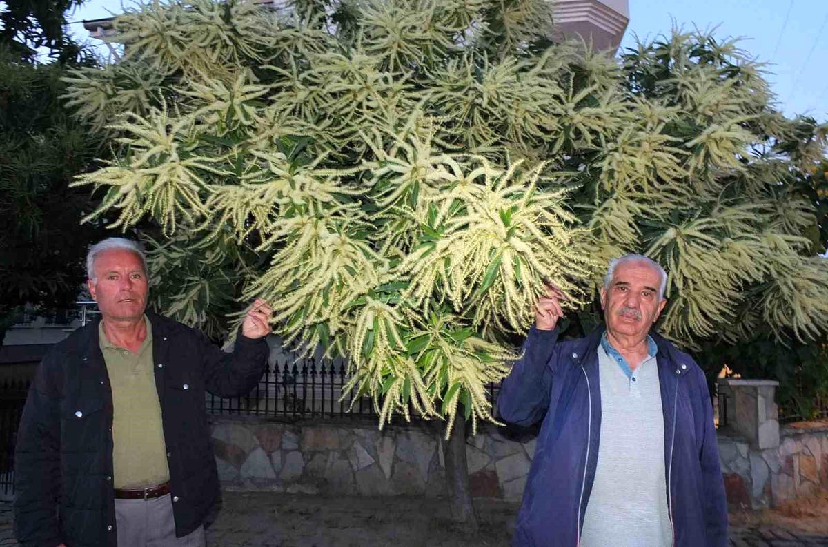 Burhaniye'de kestane ağaçları çiçek açtı