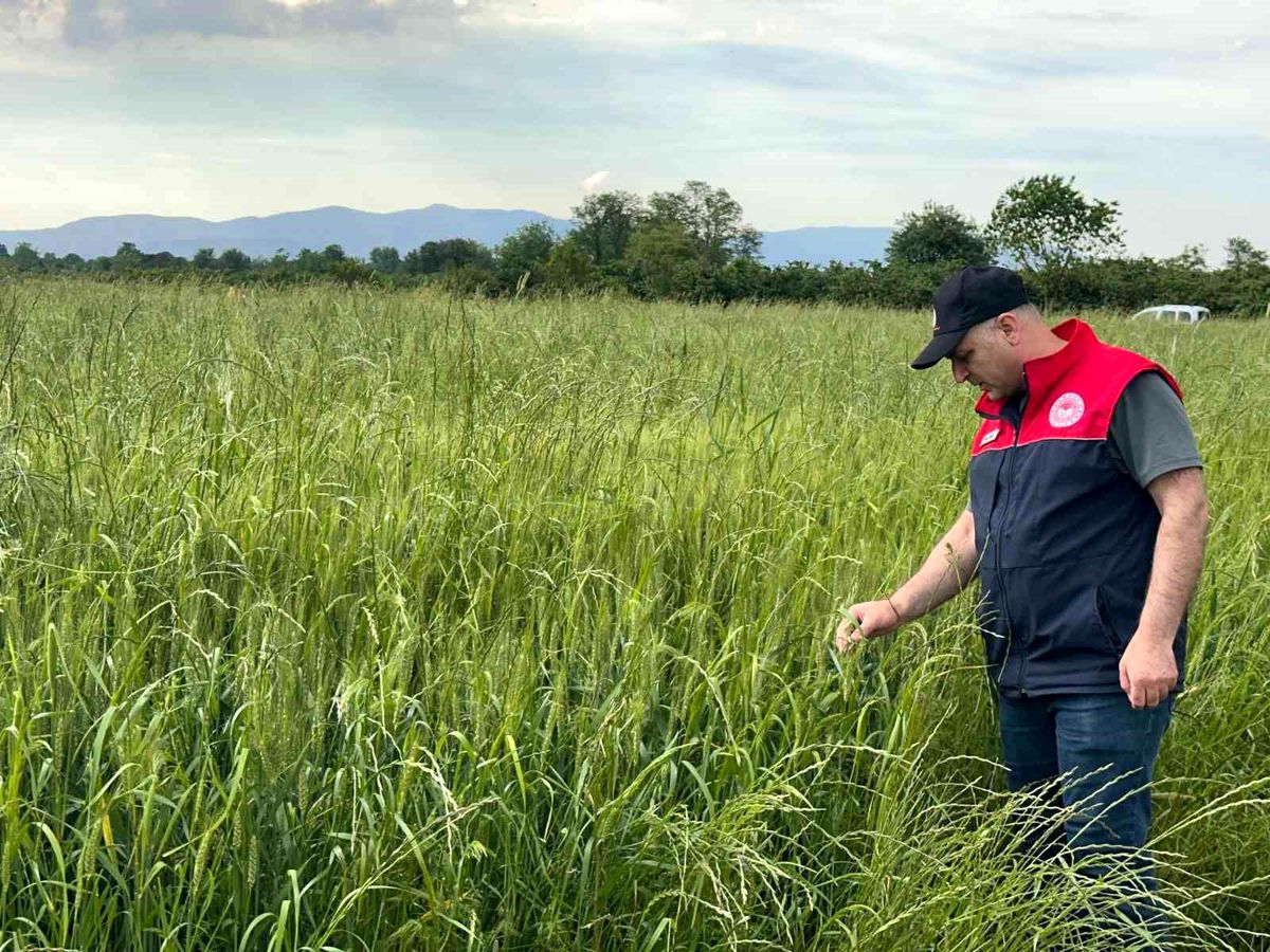 Düzce'de yem bitkileri ekili alanlar denetlendi