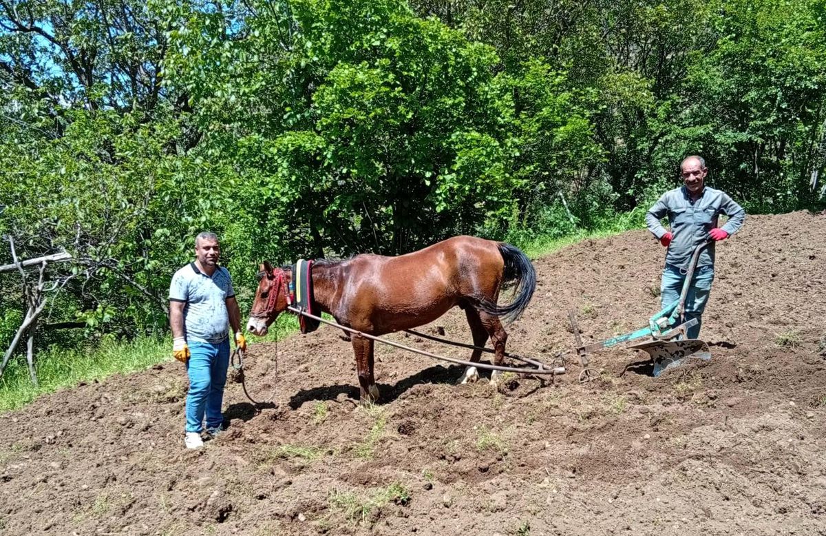 Hizan'da traktörün giremediği tarlalar karasabanla sürülüyor