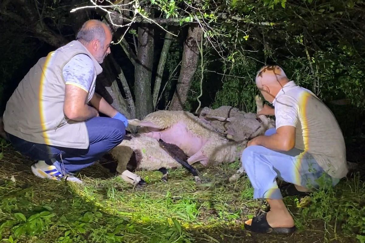 Bursa'da yıldırım düştü, 6 koyun öldü