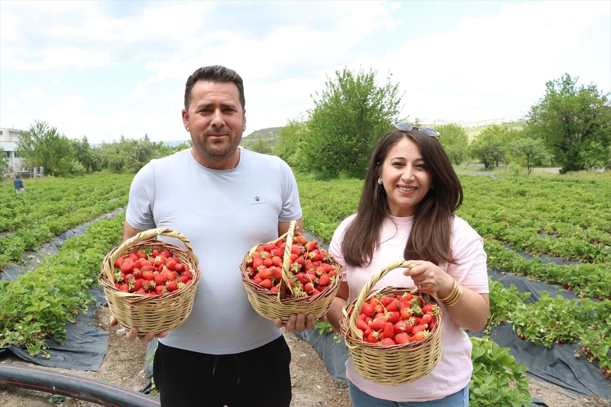 Kiraladıkları tarım arazilerinde yılda 70 ton organik çilek üretiyorlar