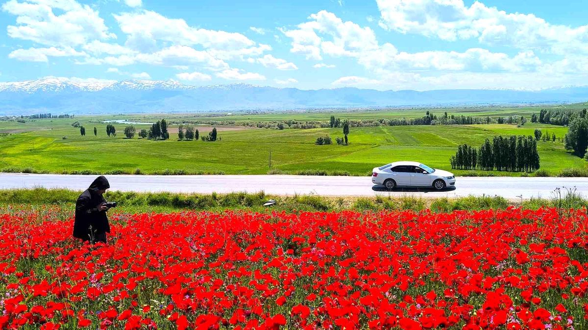 Muş'taki doğal gelincik tarlası vatandaşların ilgi odağı oldu