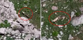 Tunceli'de nefes kesen görüntü! Kurtlar, yaban keçisini böyle avladı